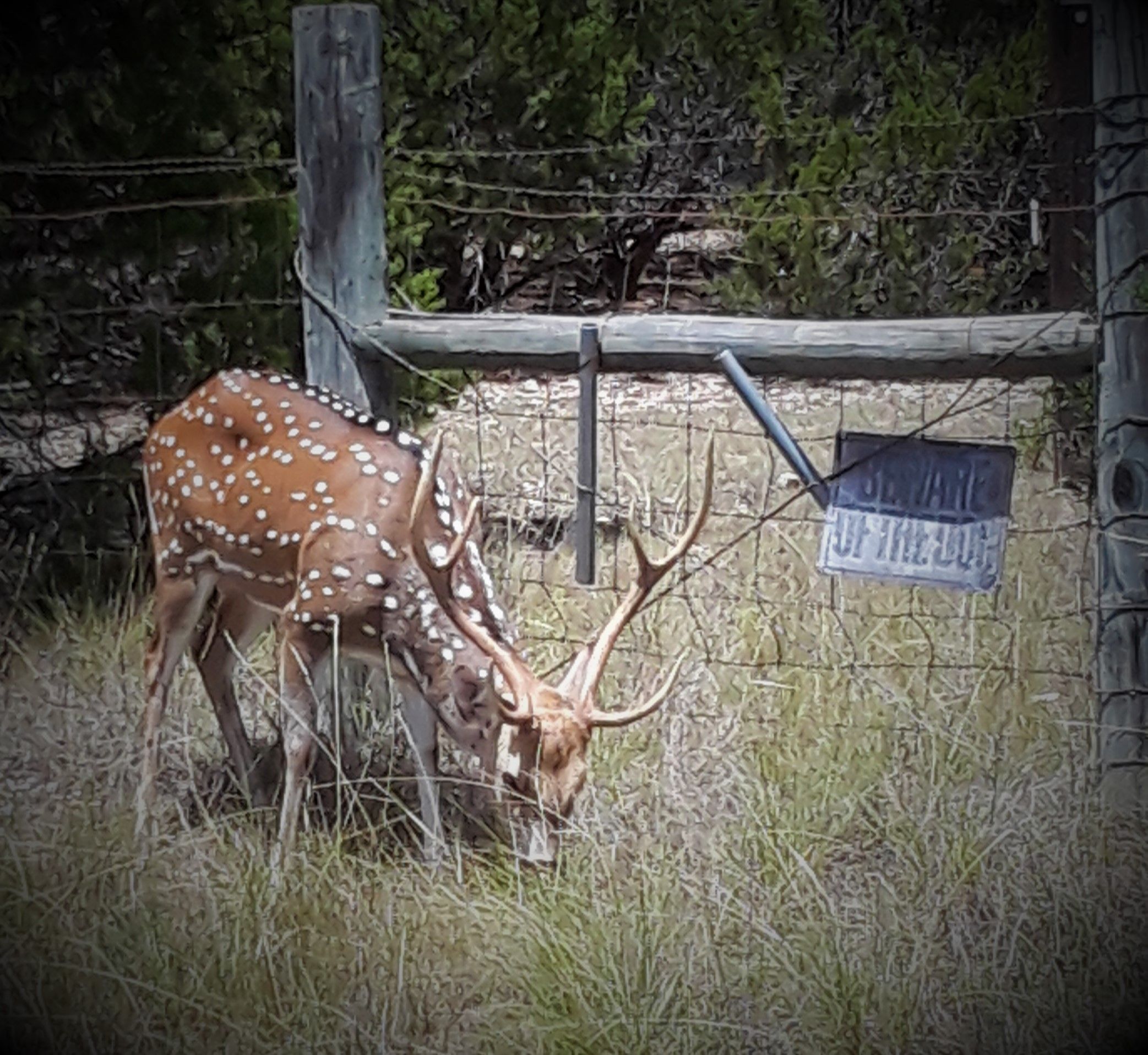 Axis Buck 7-10-18.jpg