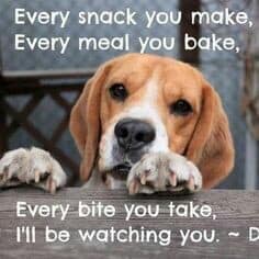 Beagle-Meme-Every-snack-you-make-every-meal-you-bake-every-bite-you-take-Ill-be-watching-you..jpg