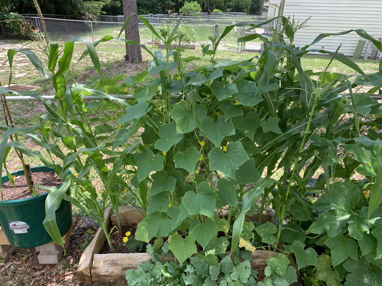 Cucumbers_1_ 6-15-22.jpg