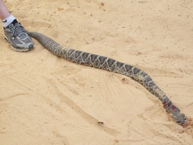 BaldwinRattler.jpg