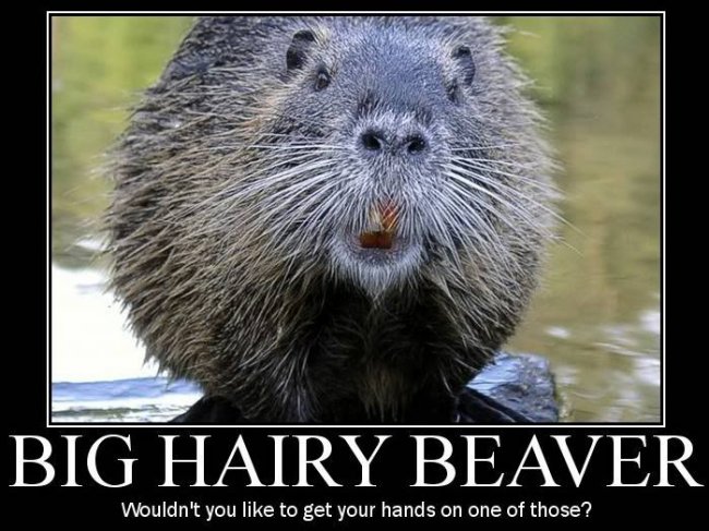 BigHairyBeaver2.jpg