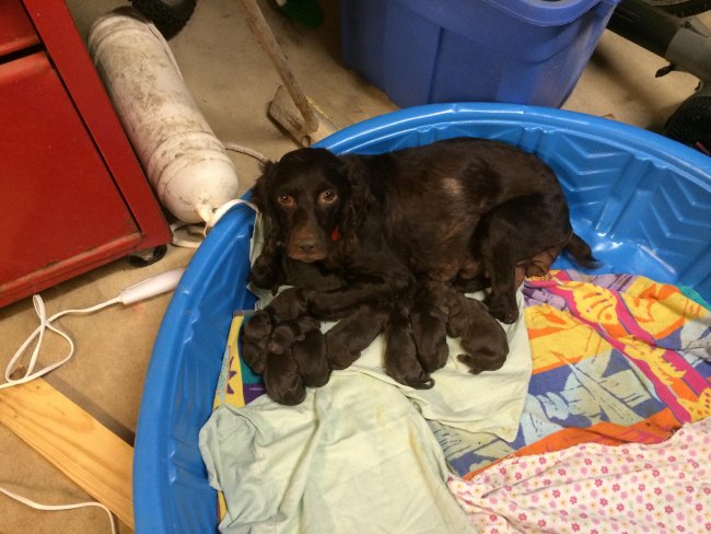 Lulu with litter 11-19-14.jpg