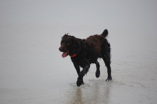 Buck on beach 2.jpg