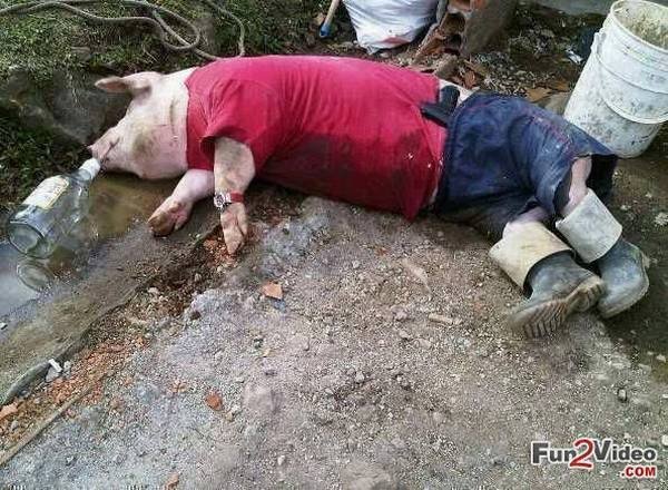 crazy-pig-drunk-funny-photo.jpg