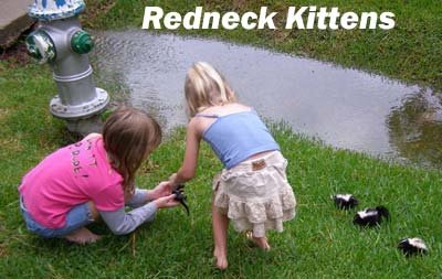 Redneckkittens.jpg