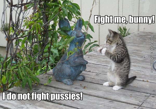 funny-pictures-cat-looking-for-a-fight.jpg