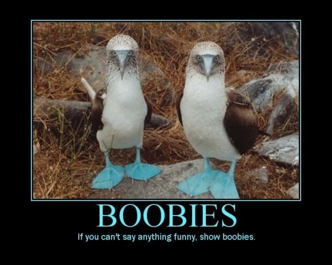 Boobies.jpg