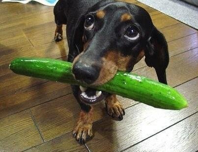 Dachshund-Funny-Expressions-4.jpg