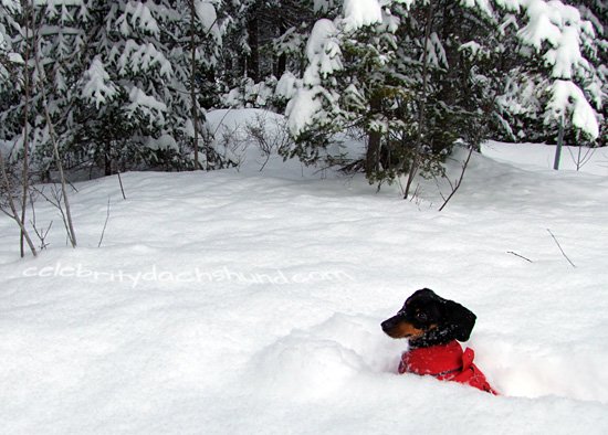 dachshund-in-snow.jpg