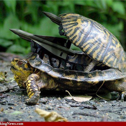 Armed Box Turtle.jpg