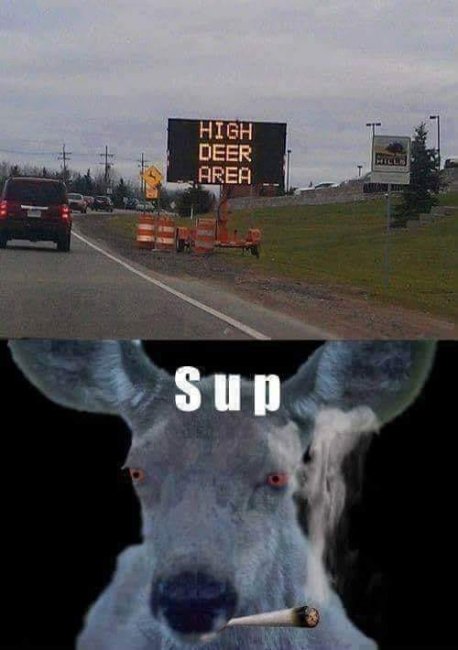 deer.jpg